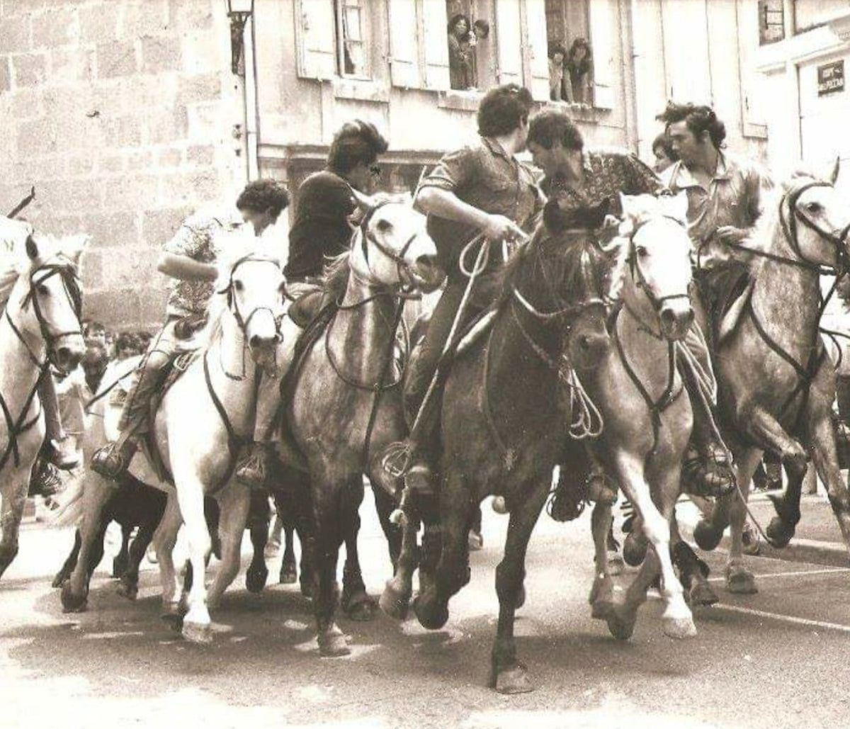 férias, chevaux abrivado, chevaux camarguais, tradition camarguaise