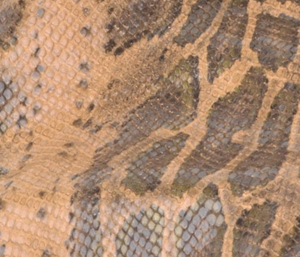 Brown Python
